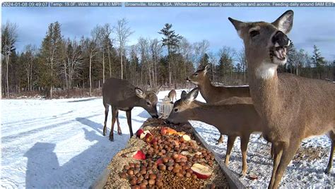 brownville food pantry for deer live|General Community